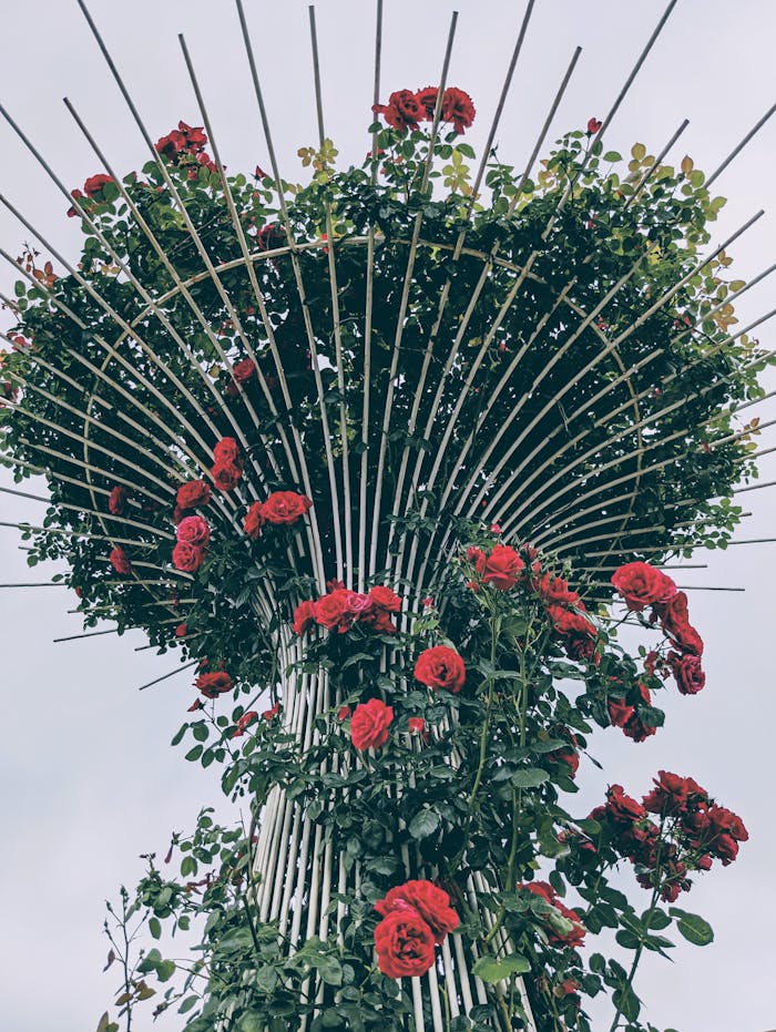 about-bg A vertical garden tower adorned with vibrant red roses reaching up to the sky, offering a stunning floral display.